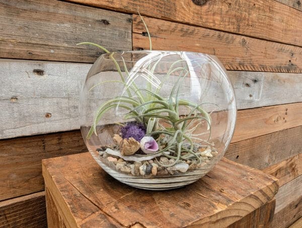 6" Bubble Terrarium - Image 6