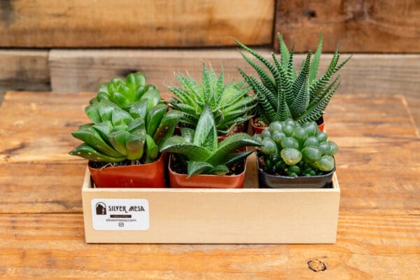 Six, 2" assorted plants in wooden box