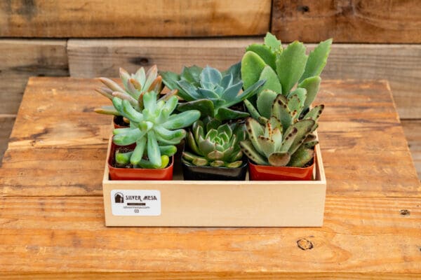 Six, 2" assorted plants in wooden box - Image 2