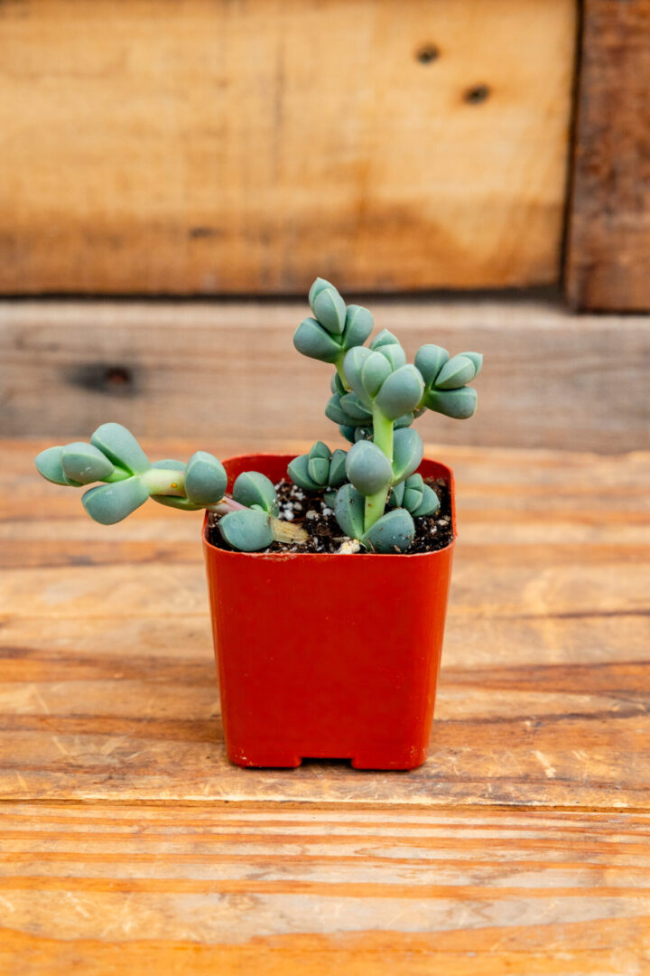 2" Corpuscularia lehmannii 'Ice Plant'