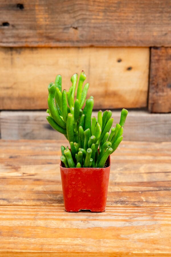 Crassula ovata 'Gollum Jade'