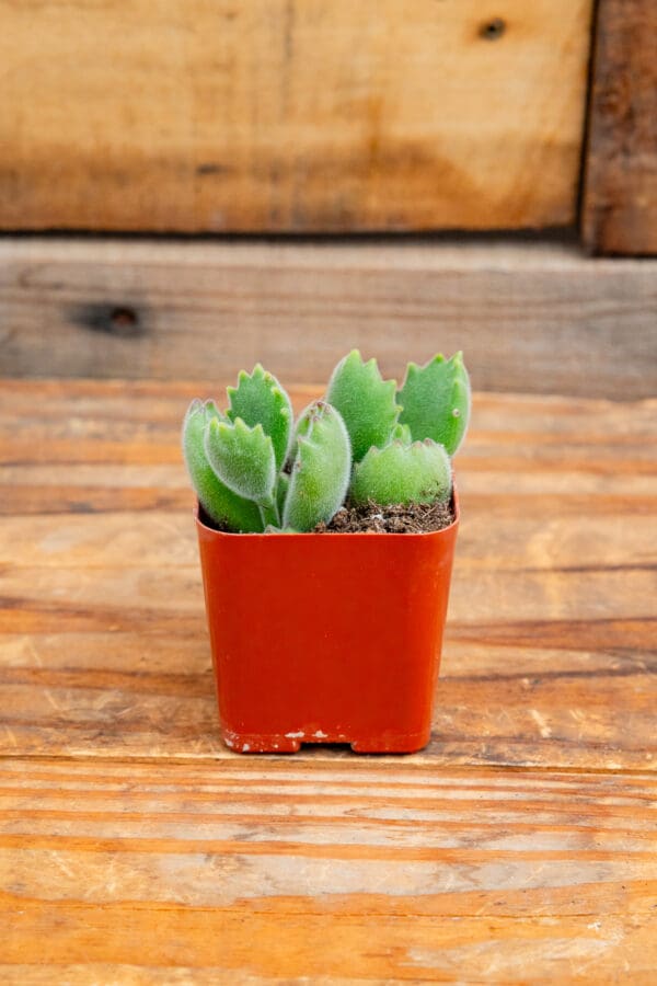 Cotyledon tomentosa 'Bear's Paw'