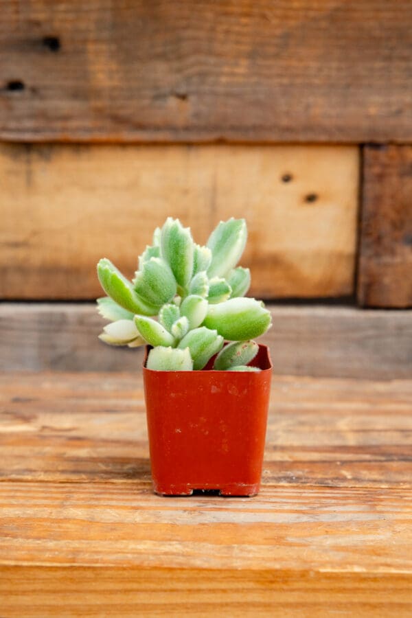 Cotyledon tomentosa f. variegata 'Variegated Bear's Paw'