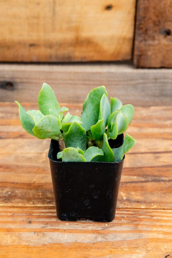 Crassula undulatifolia 'Ripple Jade'