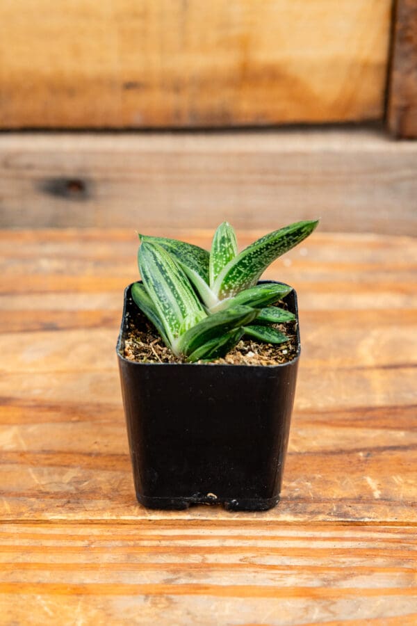 Gasteria 'Little Warty'