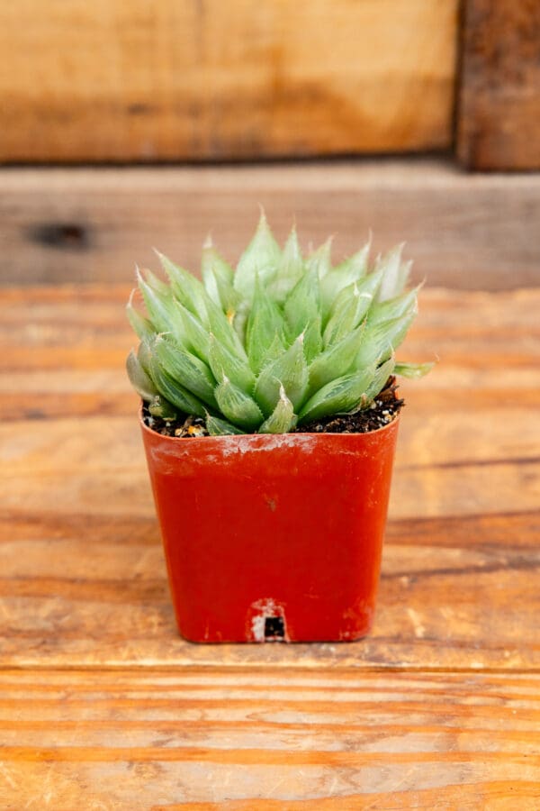 Haworthia cooperi