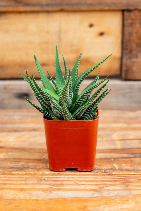 Haworthia fasciata 'Zebra Plant'