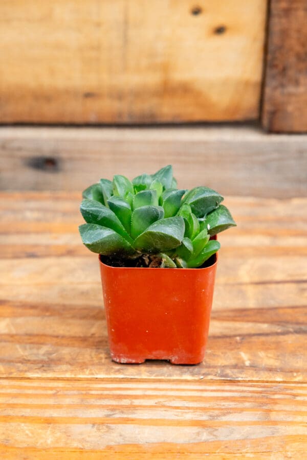 Haworthia mutica