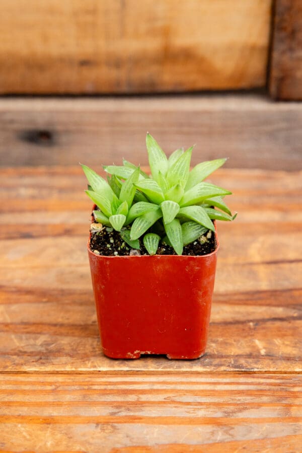 Haworthia retusa