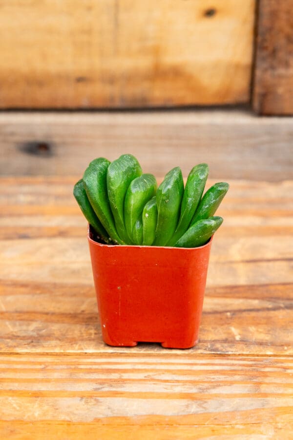 Haworthia truncata 'Lime Green'