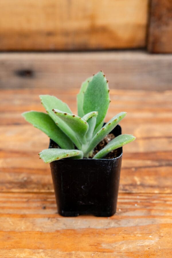 Kalanchoe beharensis 'Roseleaf'