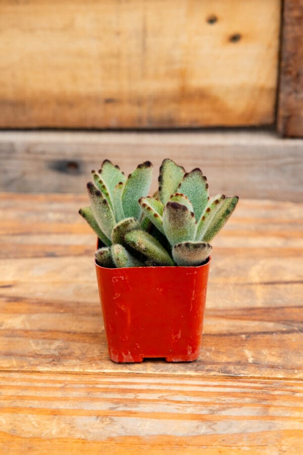 Kalanchoe tomentosa 'Chocolate Soldier'