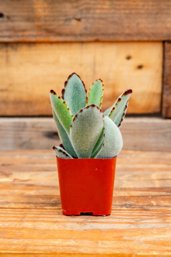 Kalanchoe tomentosa 'Panda Plant'