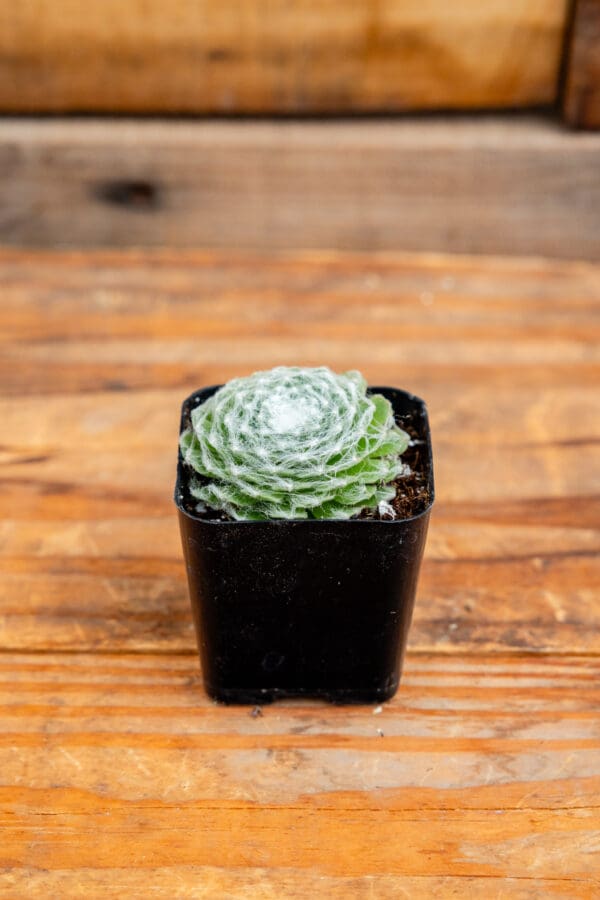 Sempervivum arachnoideum 'Spider Web Hens and Chicks'