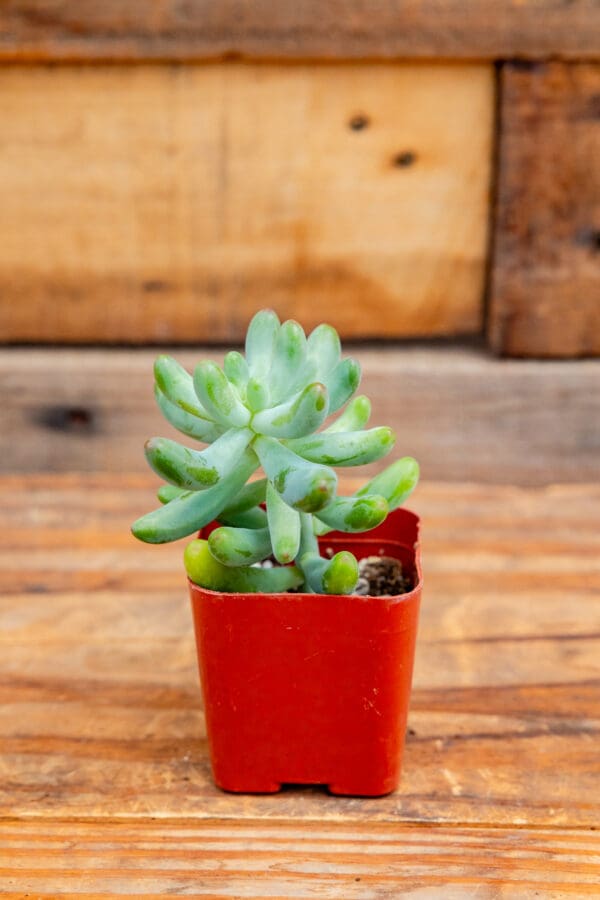 Sedum pachyphyllum 'Blue Jelly Bean'