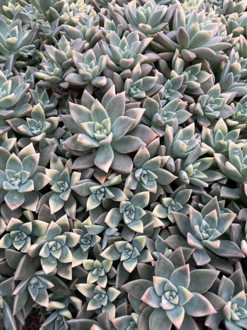 Succulents