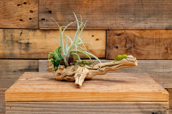 Grapewood with Tillandsias (Air Plants)