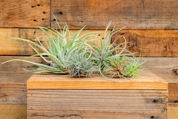 Loose Tillandsias (Air Plants)