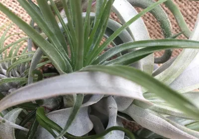 Close-up view of curly green air plants, highlighting their twisting leaves against a burlap background.